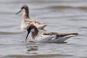 アカエリヒレアシシギ ふなばし三番瀬海浜公園 2023年5月27日(土)