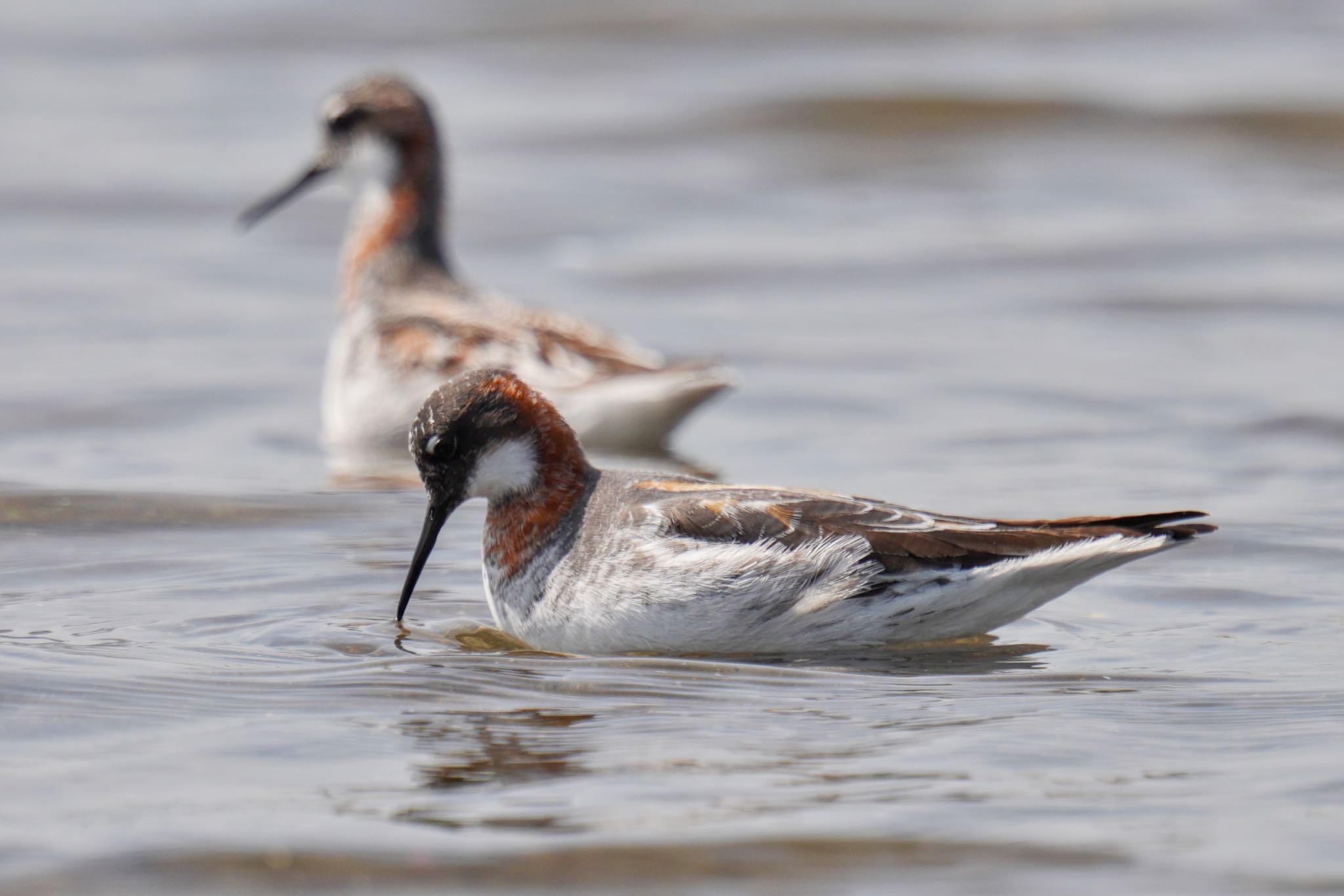 Red-necked Phalarope