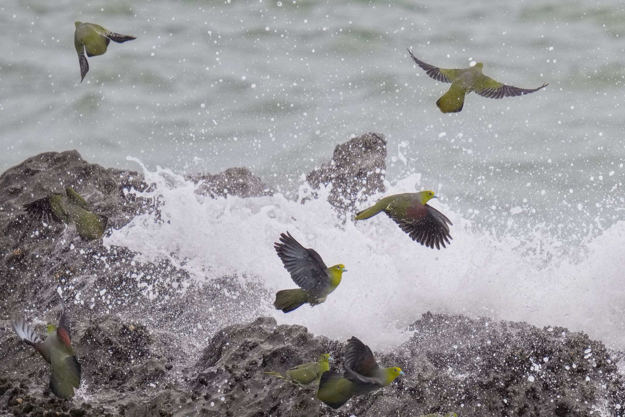 White-bellied Green Pigeon