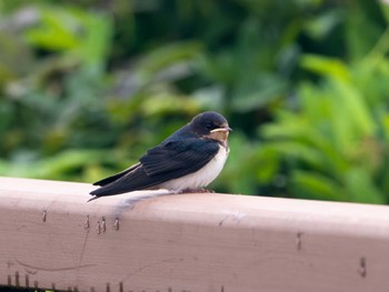 Barn Swallow Kasai Rinkai Park Wed, 6/14/2023