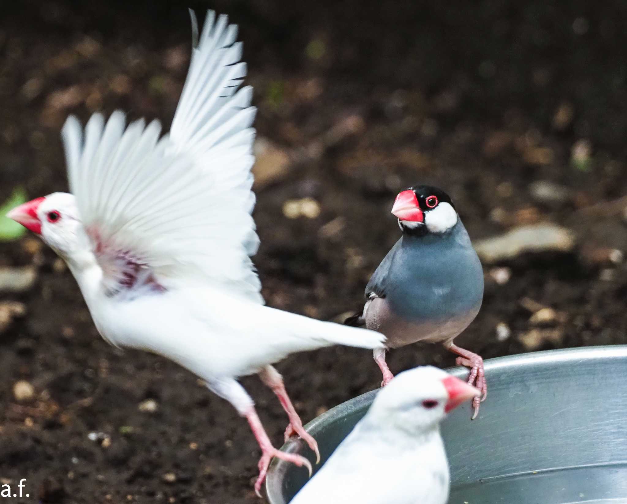 Photo of Java Sparrow at 相模原麻溝公園 by a.f.