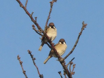 Eurasian Tree Sparrow 多摩川 Unknown Date