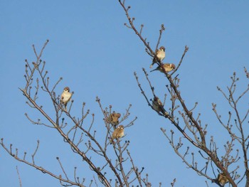 Eurasian Tree Sparrow 多摩川 Unknown Date