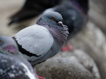 2023年6月14日(水) 中島川 石橋群周辺(長崎市)の野鳥観察記録