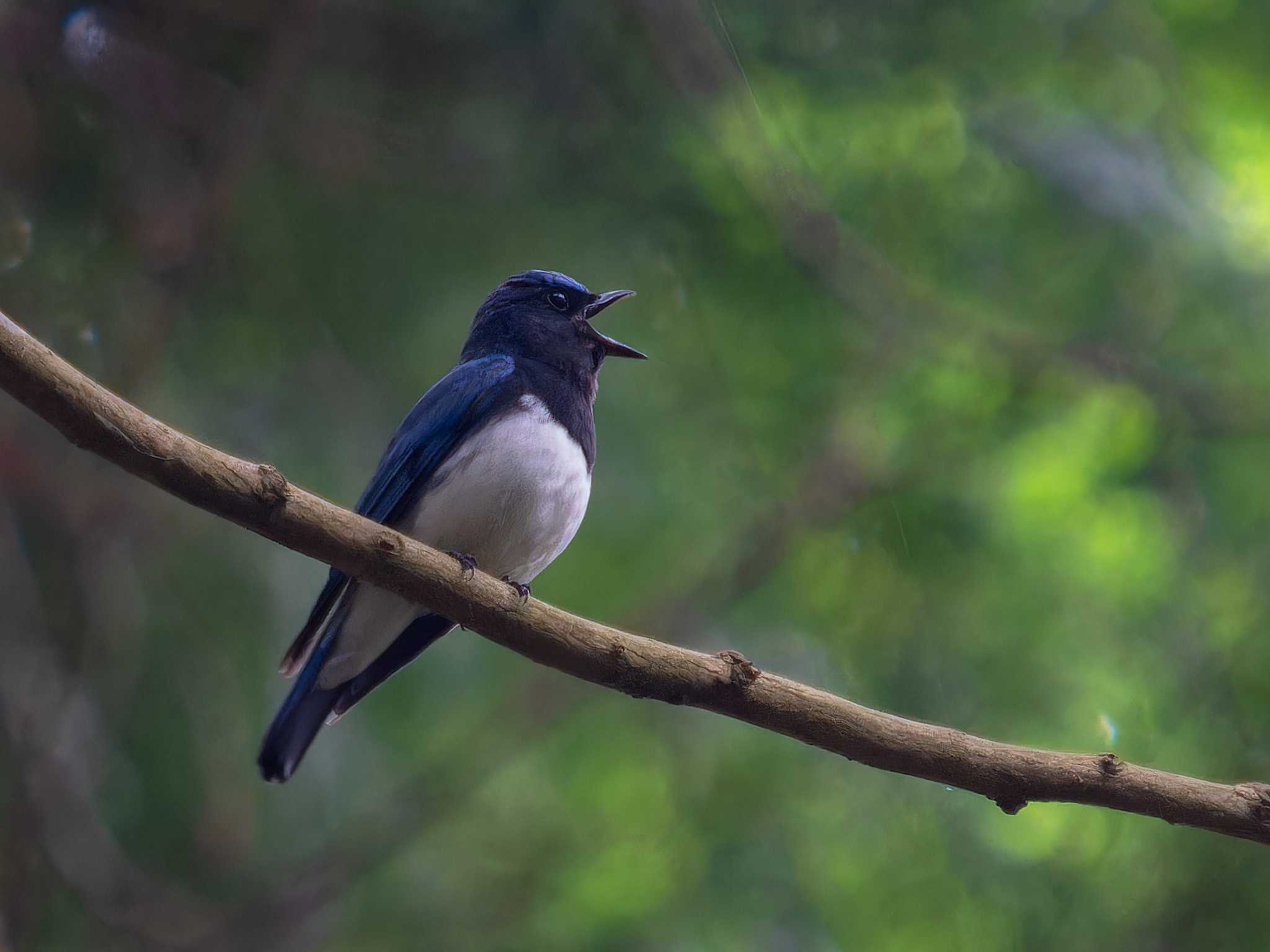 Photo of Blue-and-white Flycatcher at 長崎市民の森 by ここは長崎