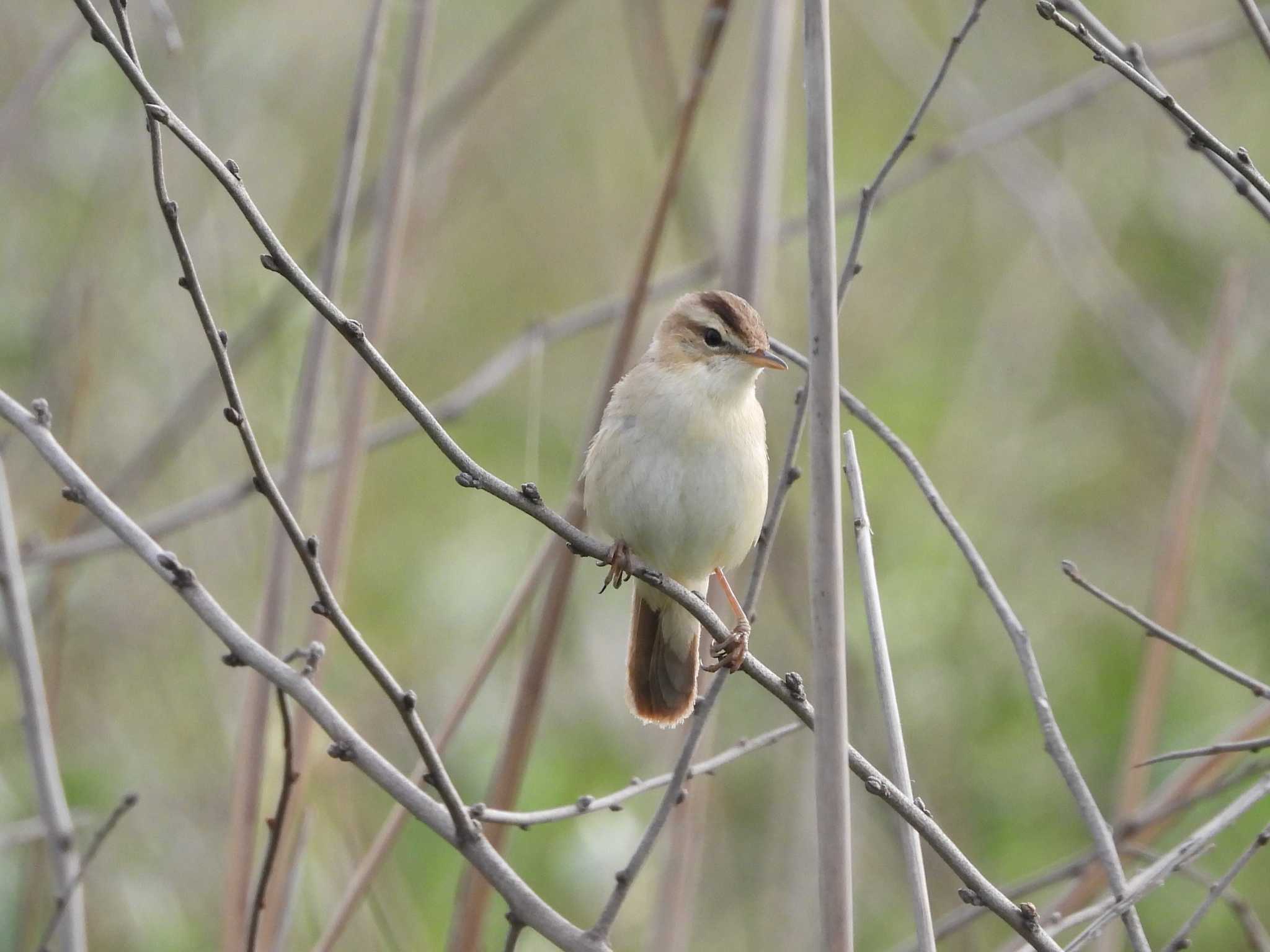 Black-browed Reed Warbler