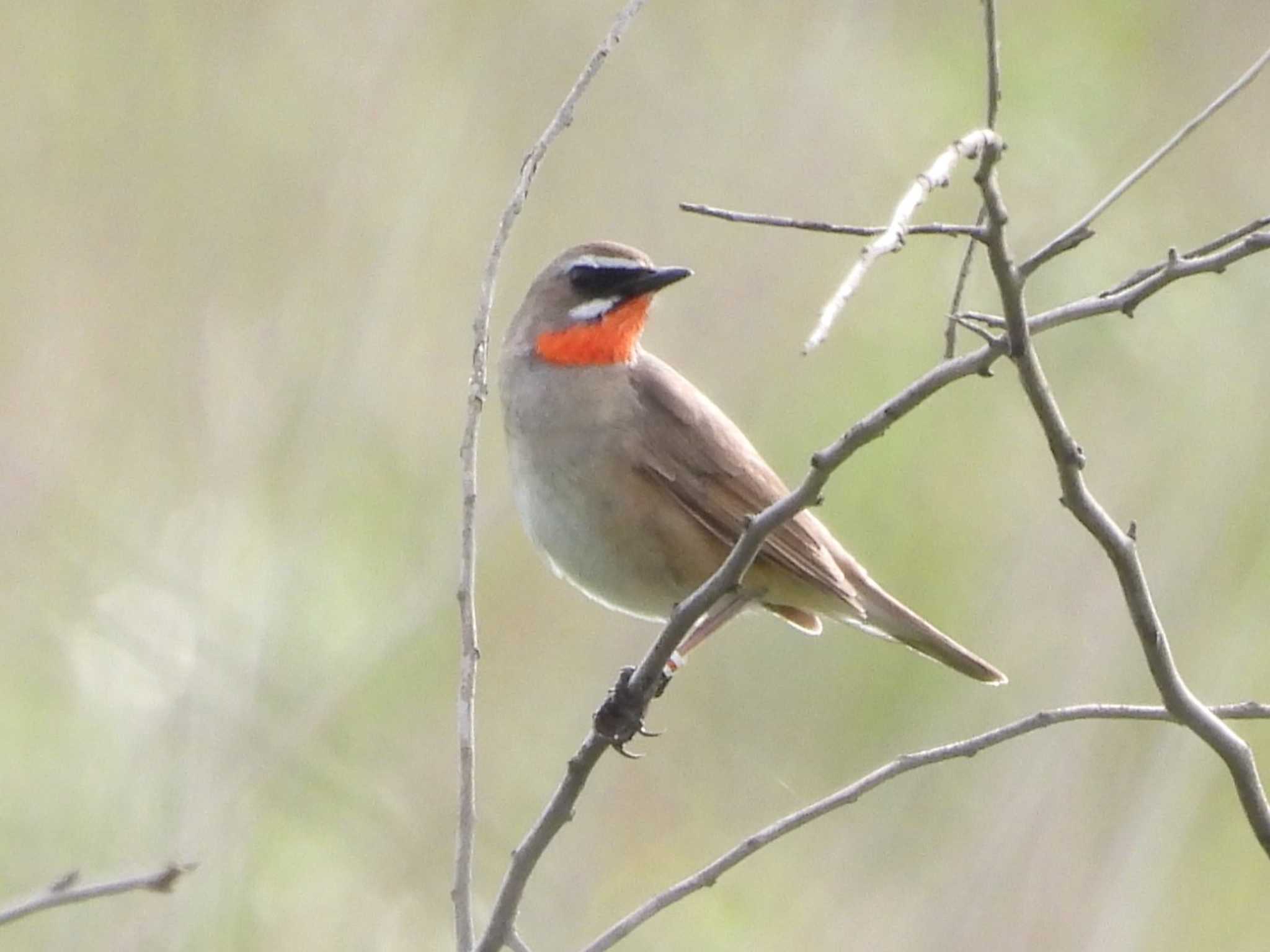 Siberian Rubythroat