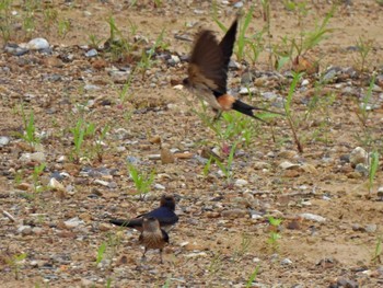 Red-rumped Swallow 日本ラインうぬまの森 Wed, 6/14/2023