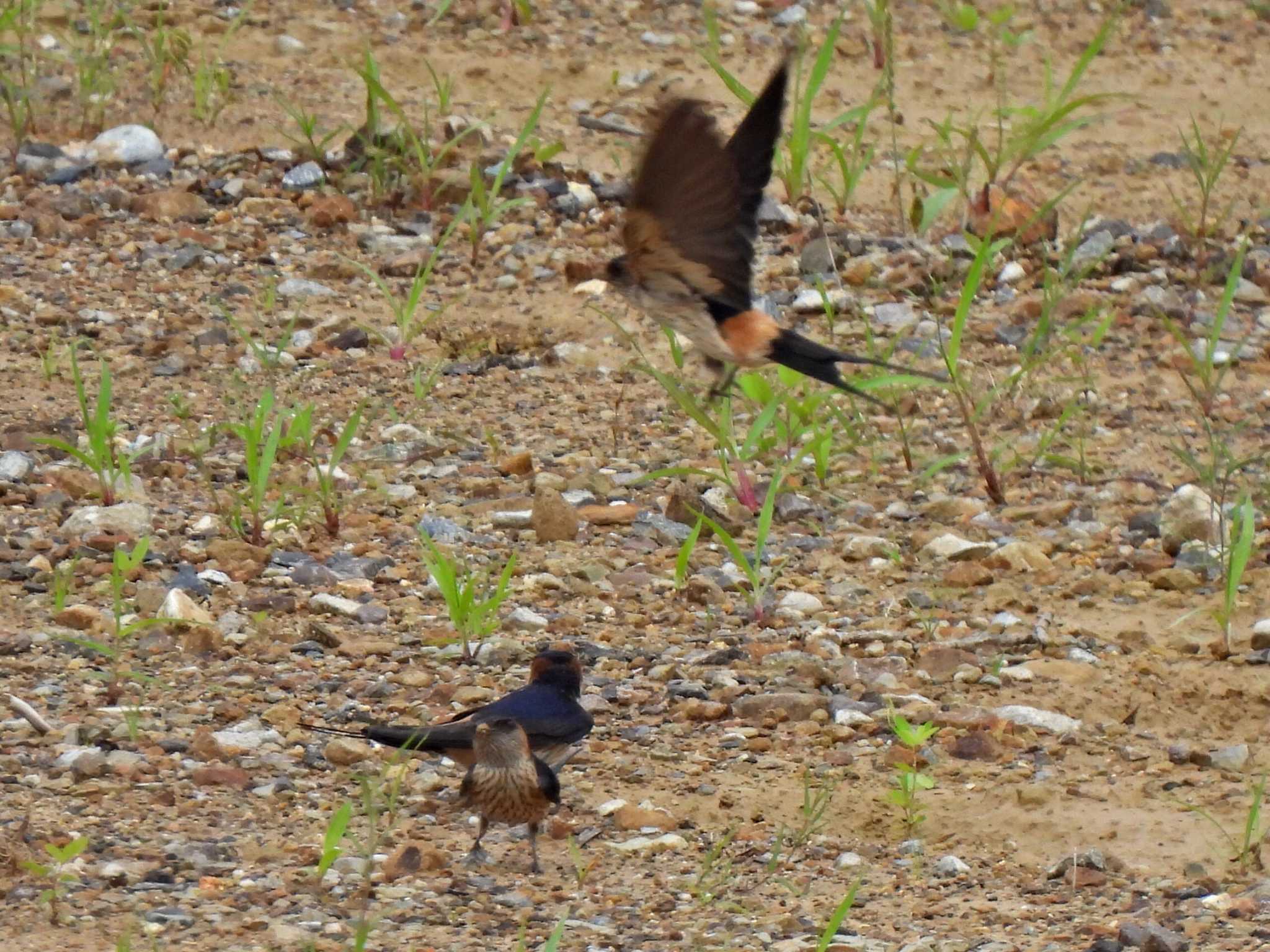 日本ラインうぬまの森 コシアカツバメの写真 by 寅次郎