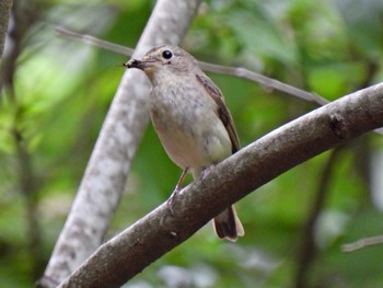 キビタキ 日本ラインうぬまの森 2023年6月14日(水)