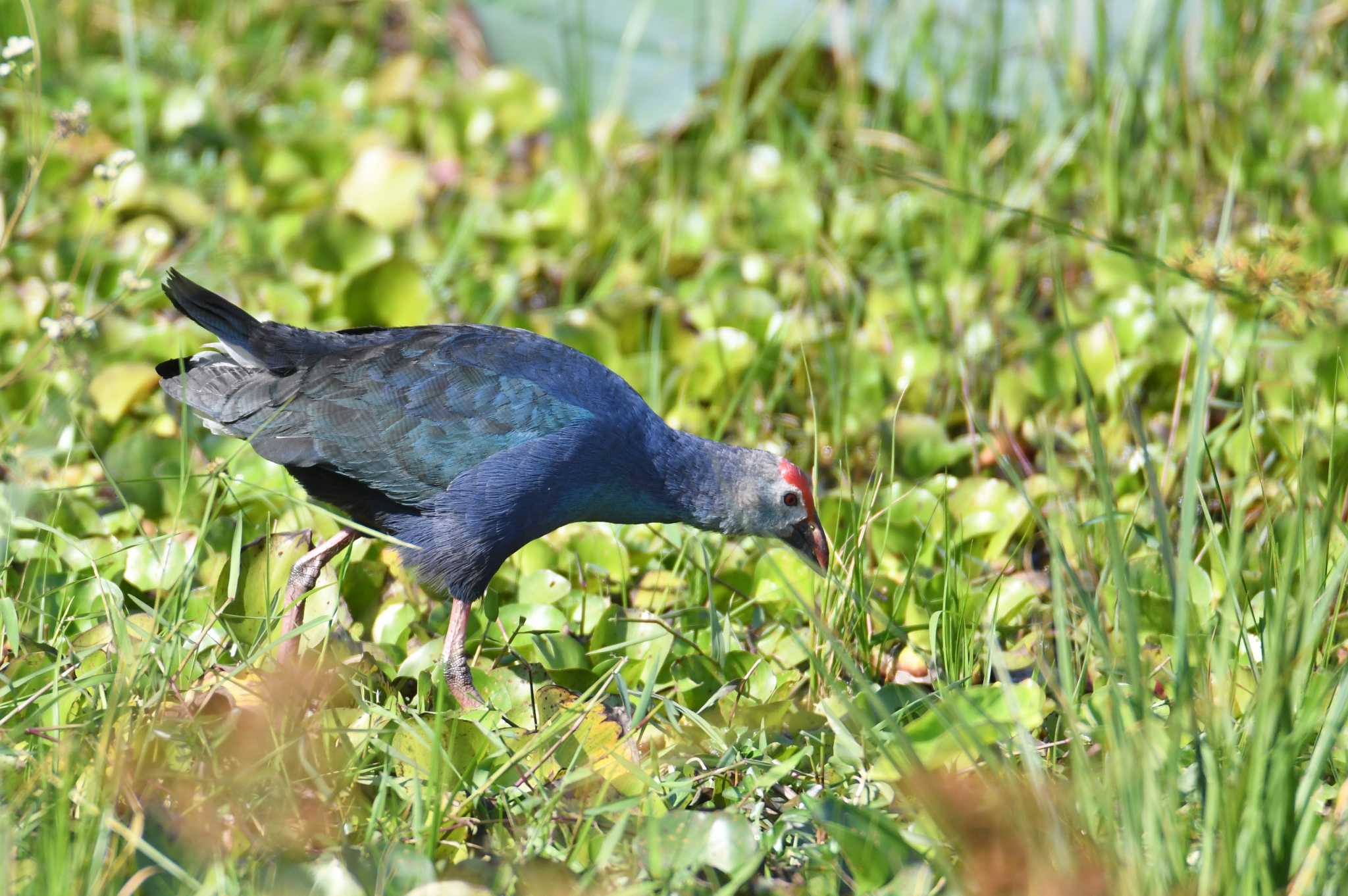 Grey-headed Swamphen