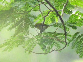 Warbling White-eye 千葉市泉自然公園 Sat, 6/10/2023