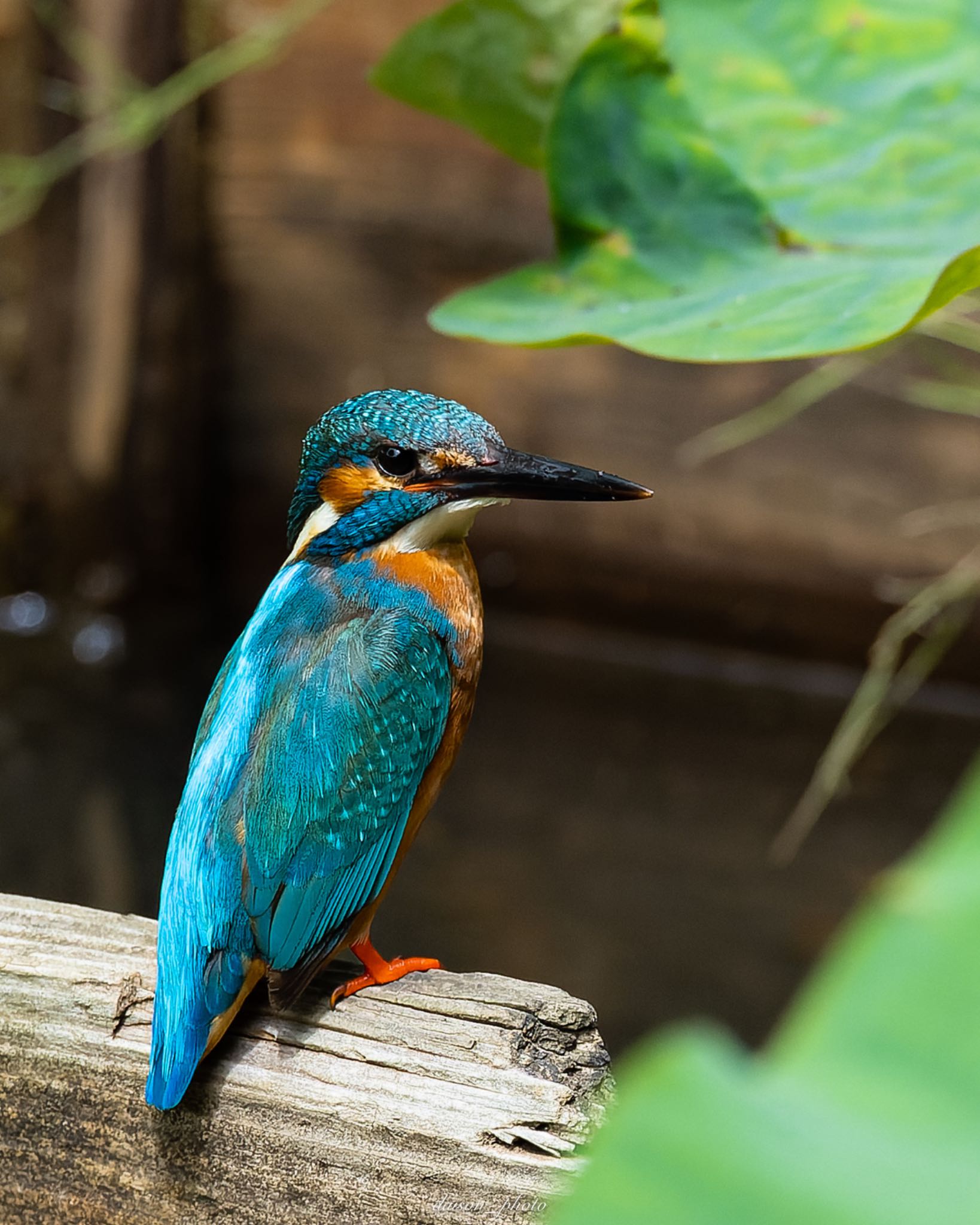 Photo of Common Kingfisher at Machida Yakushiike Park by Daison