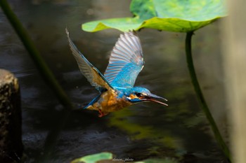 カワセミ 薬師池公園 2023年6月4日(日)