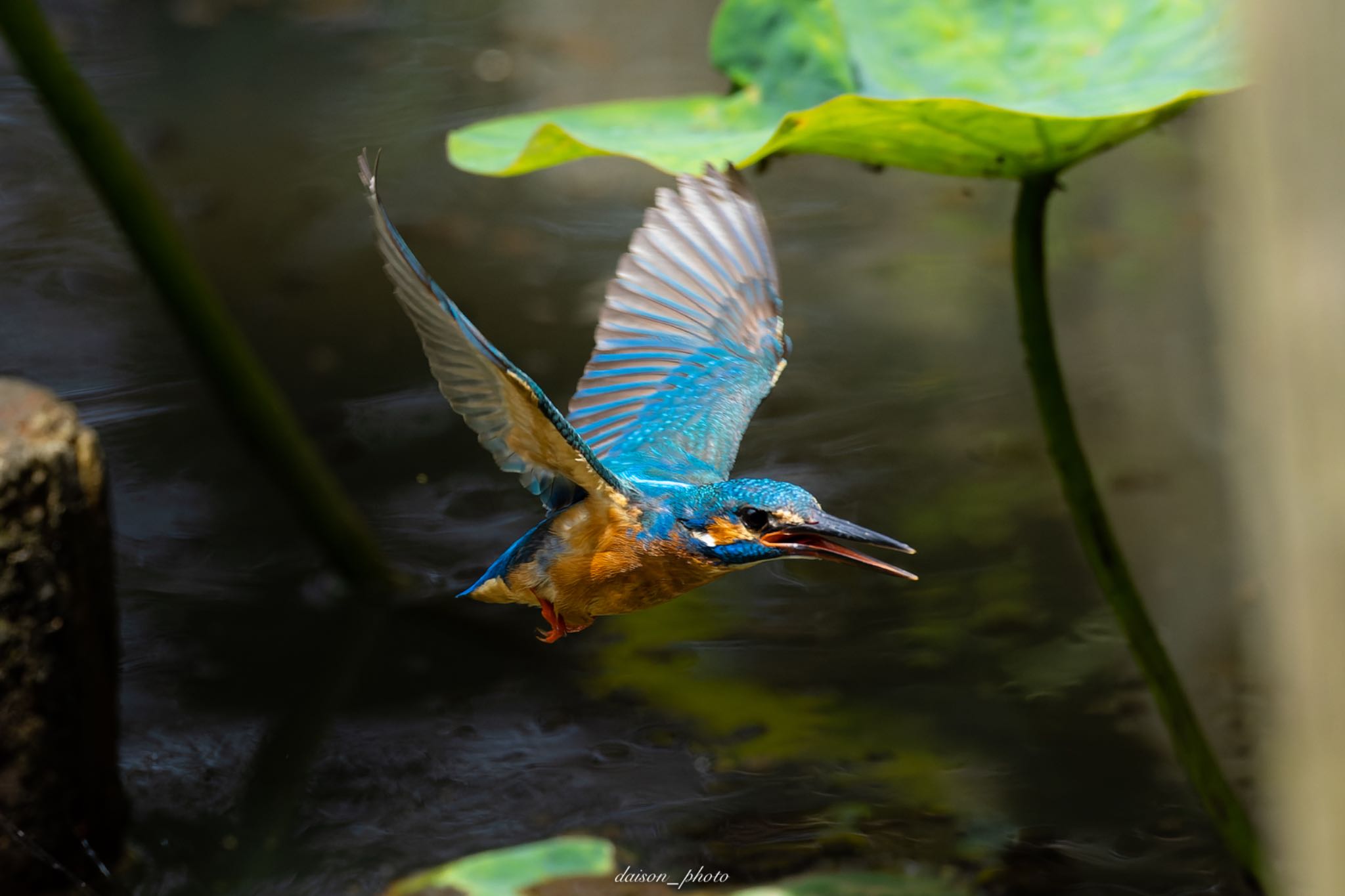 Photo of Common Kingfisher at Machida Yakushiike Park by Daison