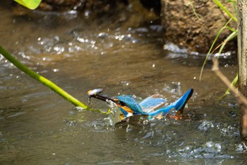 カワセミ 薬師池公園 2023年6月4日(日)