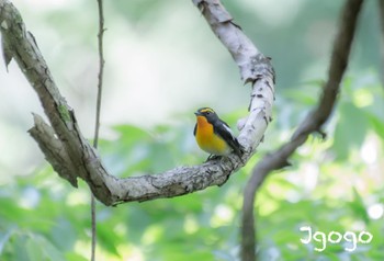 Narcissus Flycatcher 神奈川県 Wed, 5/3/2023