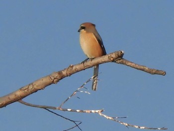 Bull-headed Shrike 多摩川 Unknown Date