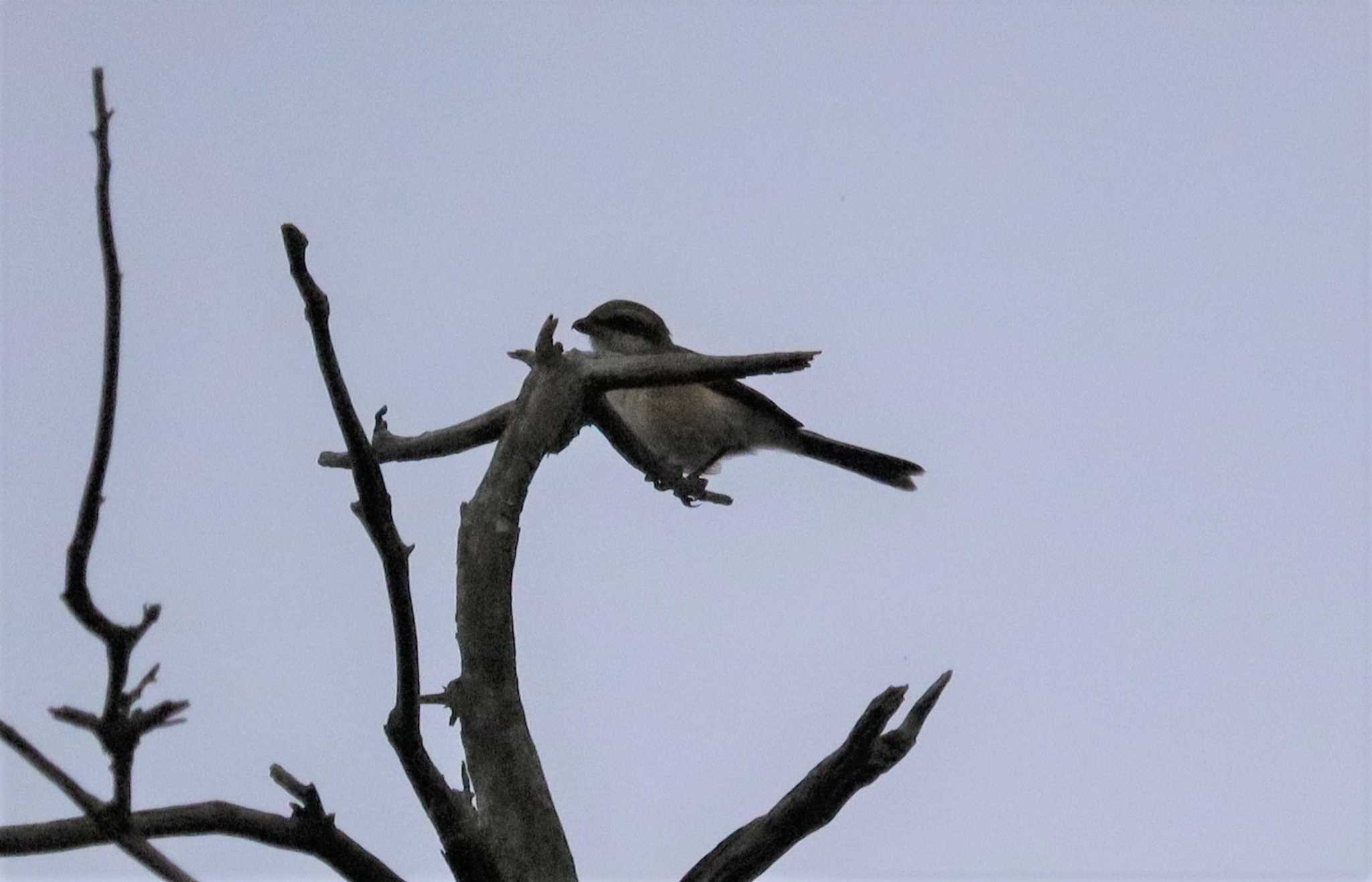 Bull-headed Shrike