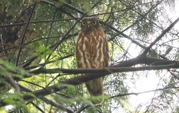 アオバズク 猪名部神社(三重県員弁郡) 2023年6月14日(水)