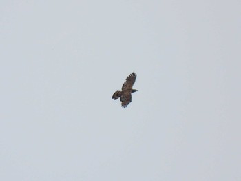 Crested Honey Buzzard 平城宮跡 Tue, 6/13/2023