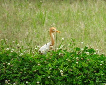 Eastern Cattle Egret 平城宮跡 Tue, 6/13/2023