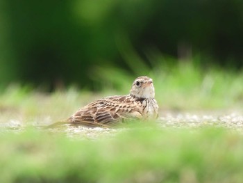 Eurasian Skylark 平城宮跡 Tue, 6/13/2023