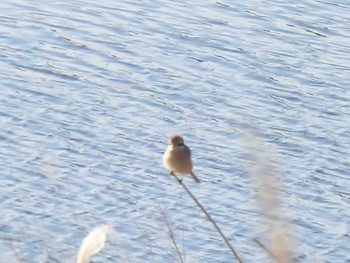 Bull-headed Shrike 多摩川 Unknown Date