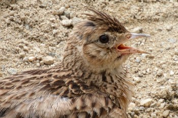 Eurasian Skylark 京都府 Sun, 6/11/2023