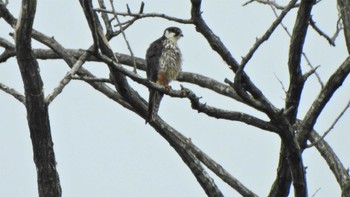 チゴハヤブサ 桔梗野公園(青森県八戸市) 2023年6月12日(月)