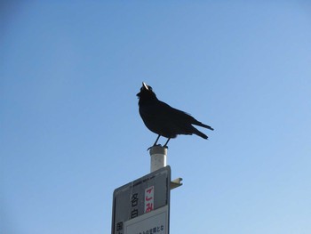 Carrion Crow 多摩川 Unknown Date