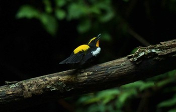 Narcissus Flycatcher Unknown Spots Unknown Date