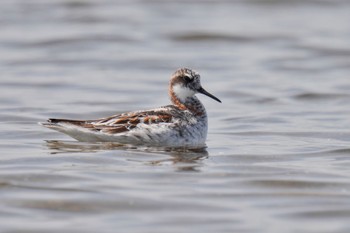 Red-necked Phalarope Sambanze Tideland Sat, 5/27/2023