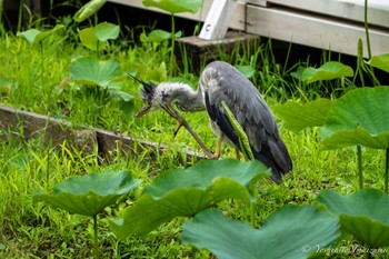 Grey Heron Unknown Spots Sat, 6/10/2023