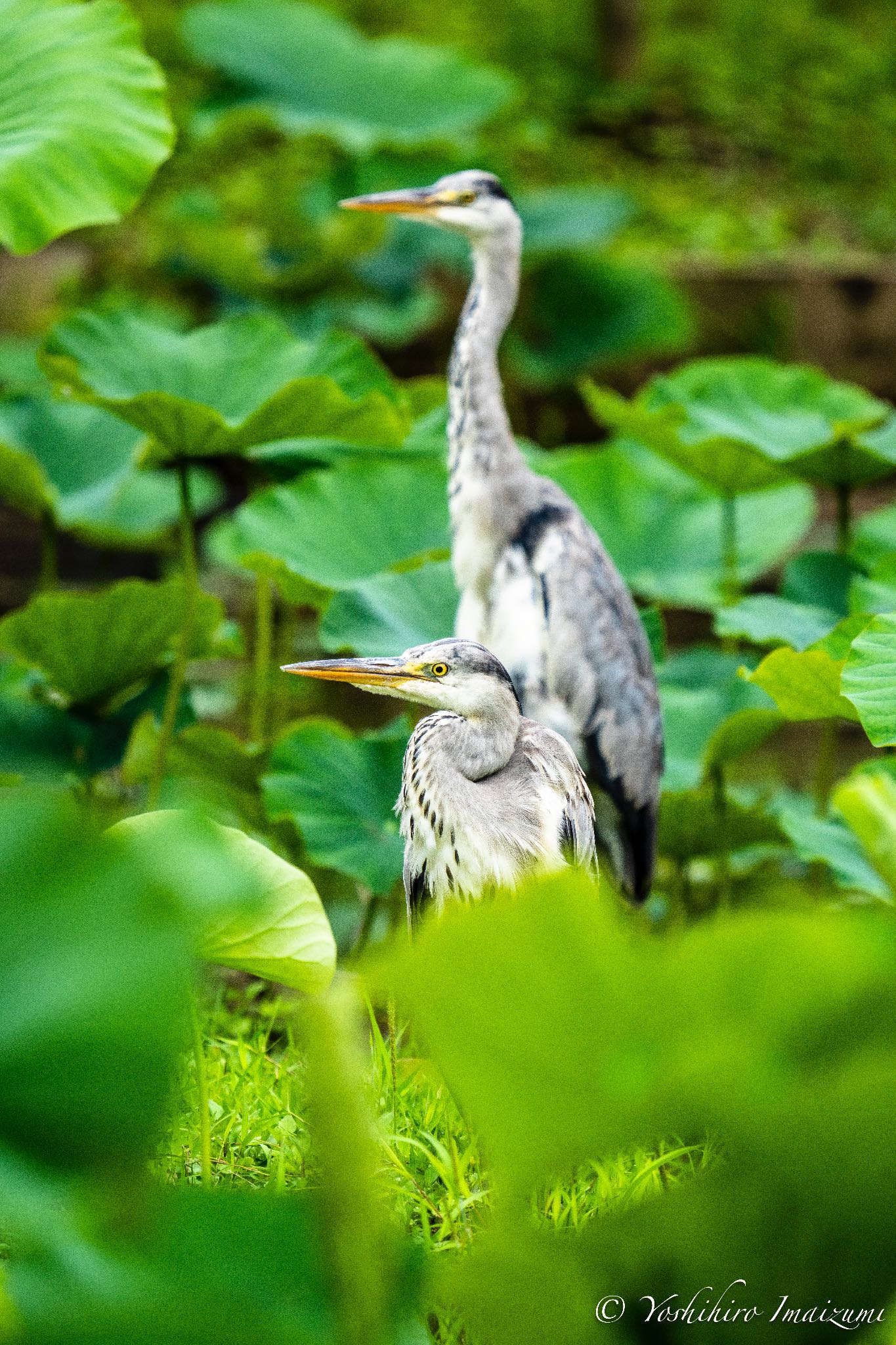 アオサギ