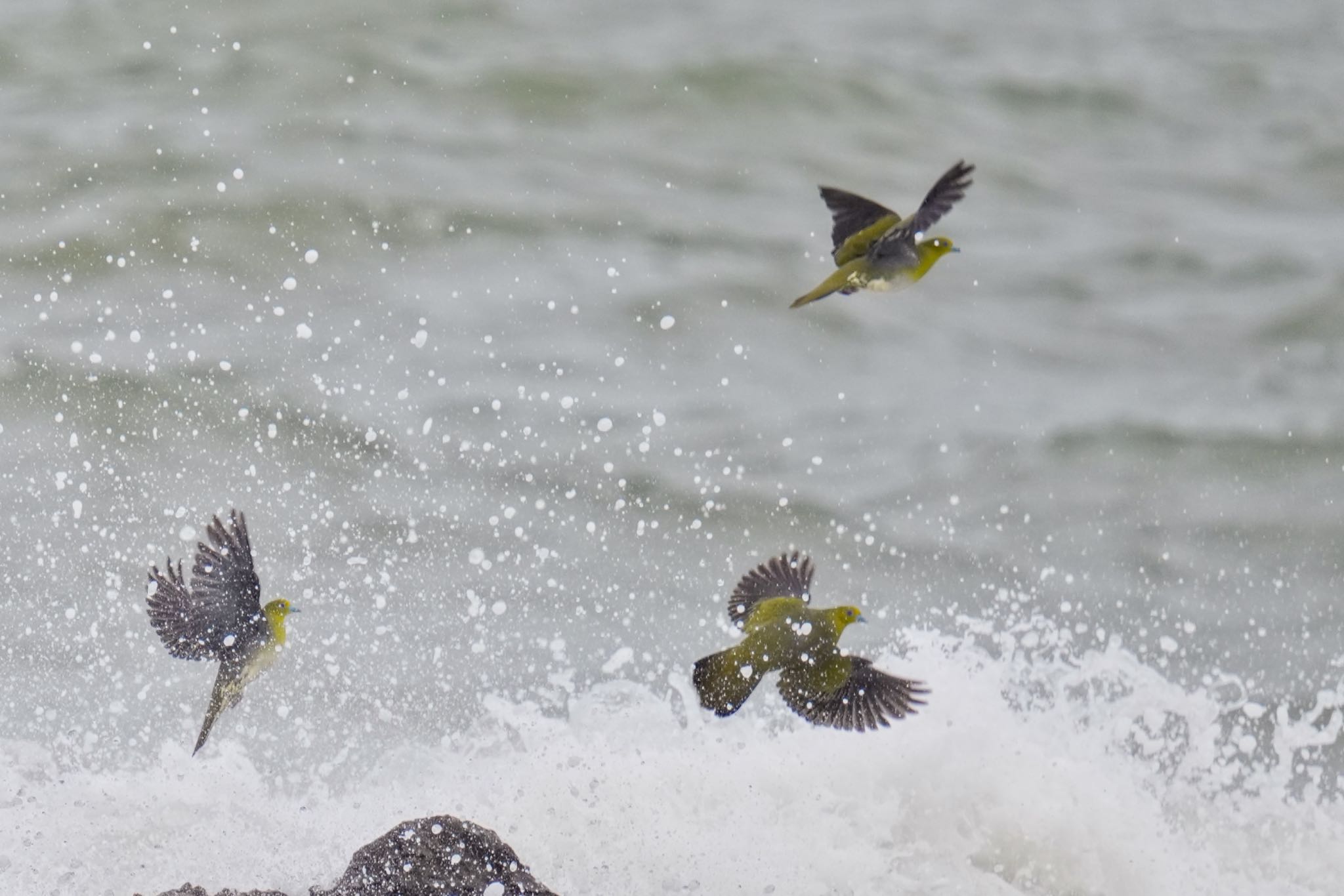 White-bellied Green Pigeon