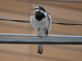 2023年6月14日(水) 平和の森公園、妙正寺川の野鳥観察記録