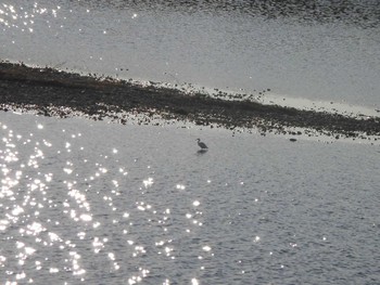 Little Egret 多摩川 Unknown Date