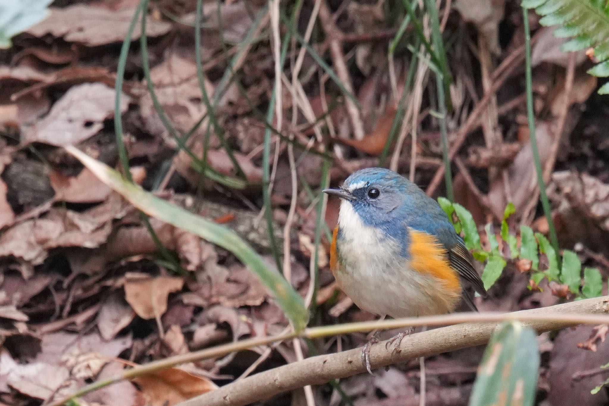 こども自然公園 (大池公園/横浜市) ルリビタキの写真 by アポちん