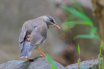 ムクドリ 金ヶ崎公園(明石市) 2023年5月25日(木)