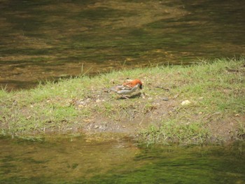 2023年5月31日(水) 戦場ヶ原の野鳥観察記録