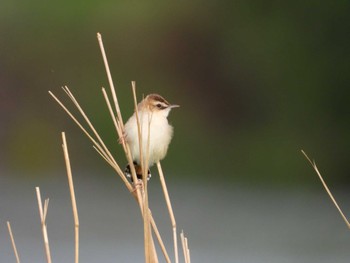 Zitting Cisticola 岡山旭川 Fri, 6/9/2023