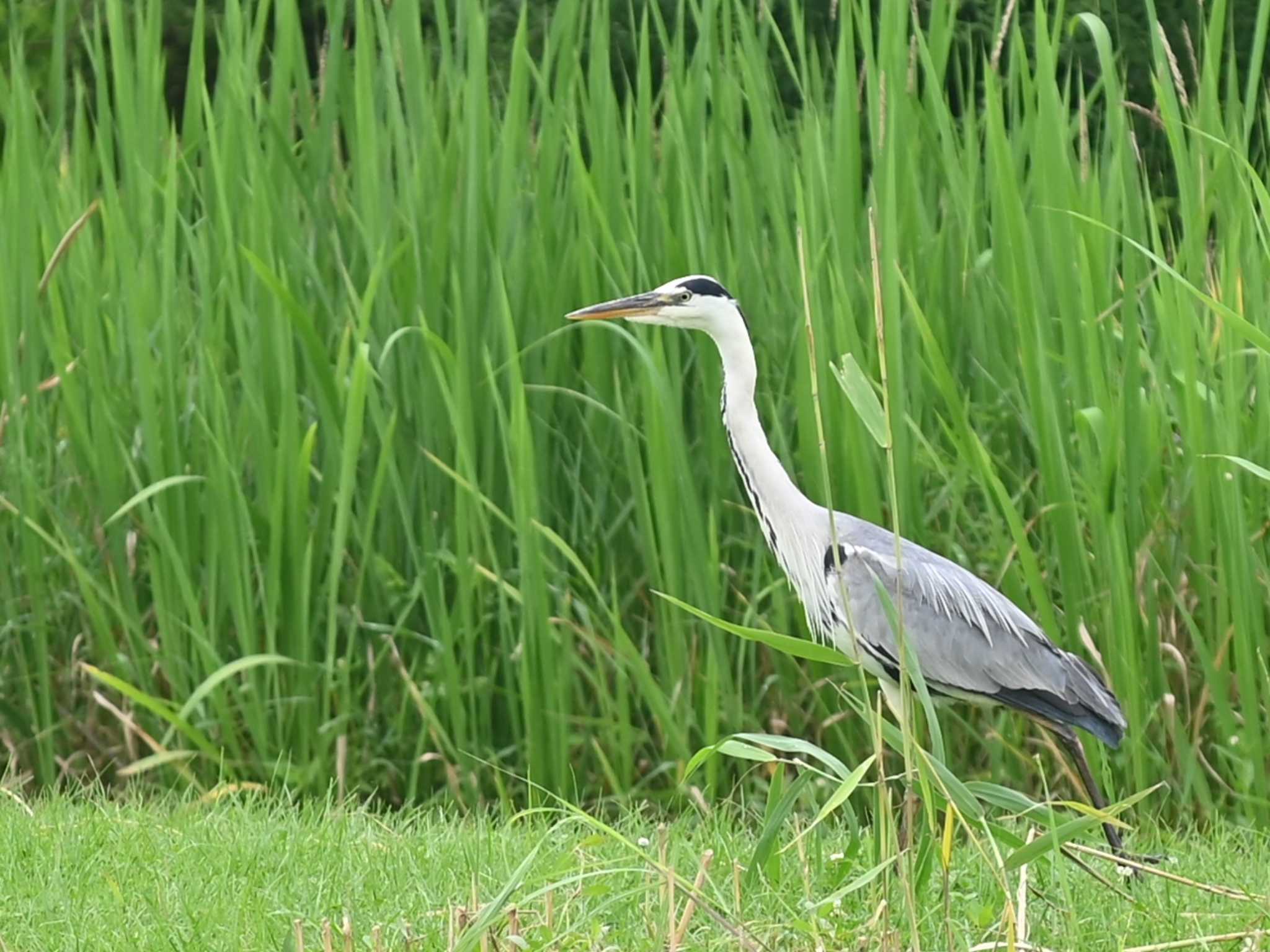 アオサギ