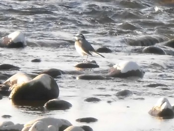 White Wagtail 多摩川 Unknown Date