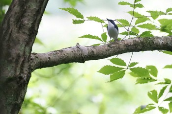 Sat, 6/10/2023 Birding report at 甘利山(韮崎市)