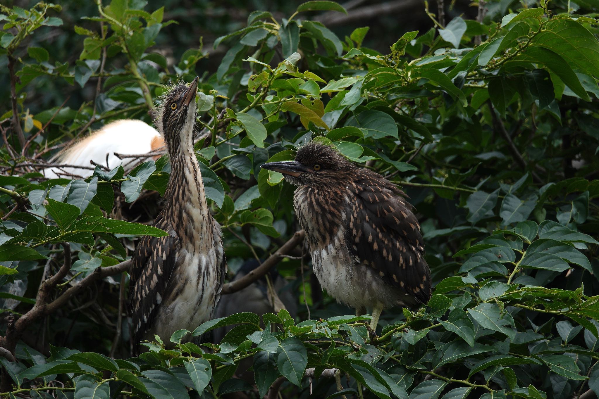 Black-crowned Night Heron