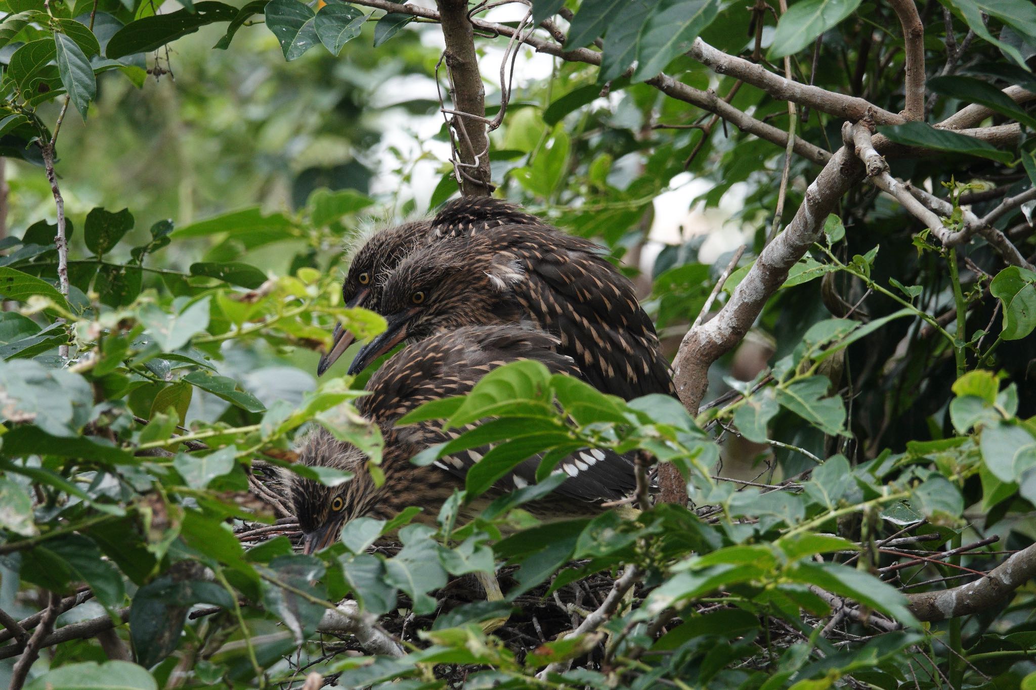 Black-crowned Night Heron