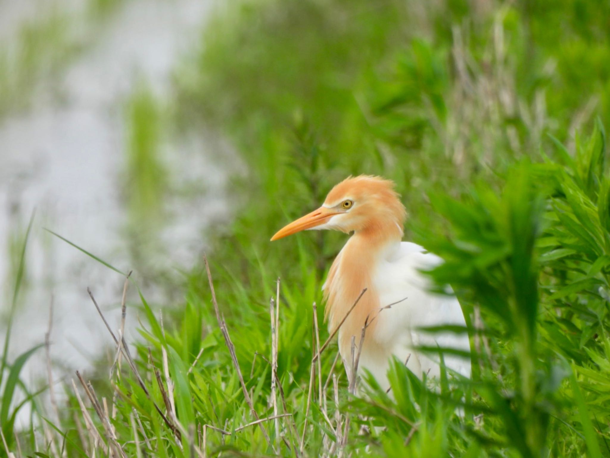 Eastern Cattle Egret