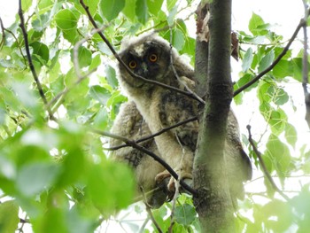 Long-eared Owl 埼玉県 Thu, 6/15/2023