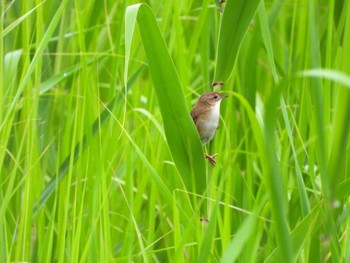 Marsh Grassbird 栃木県 Thu, 6/15/2023